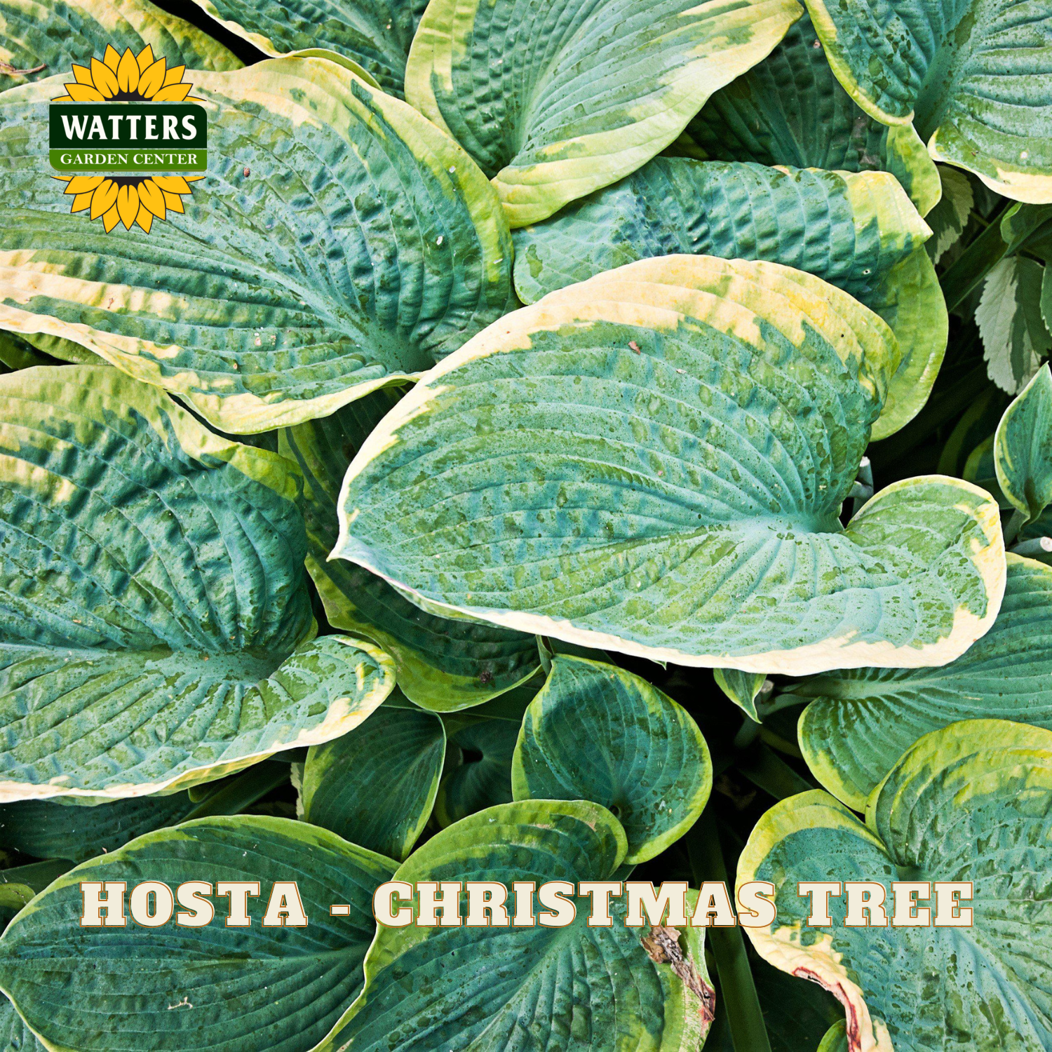 Close-up of variegated hosta leaves with green and cream edges, overlaid with the Watters Gardening Centre logo and the text 'HOSTA - CHRISTMAS TREE'.