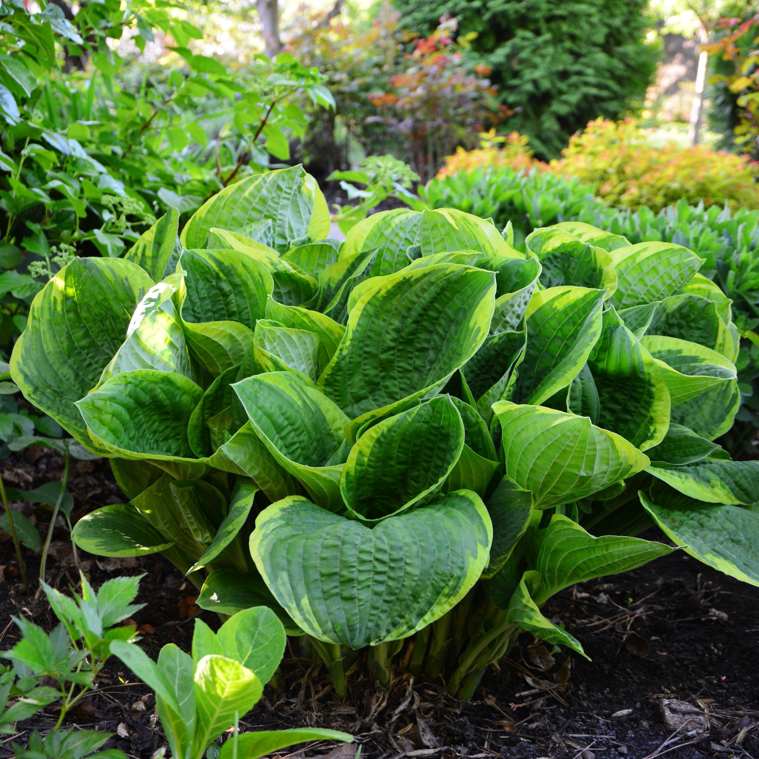 A cluster of hosta plants with large, glossy green leaves growing in a garden bed with mulch and other foliage in the background.
