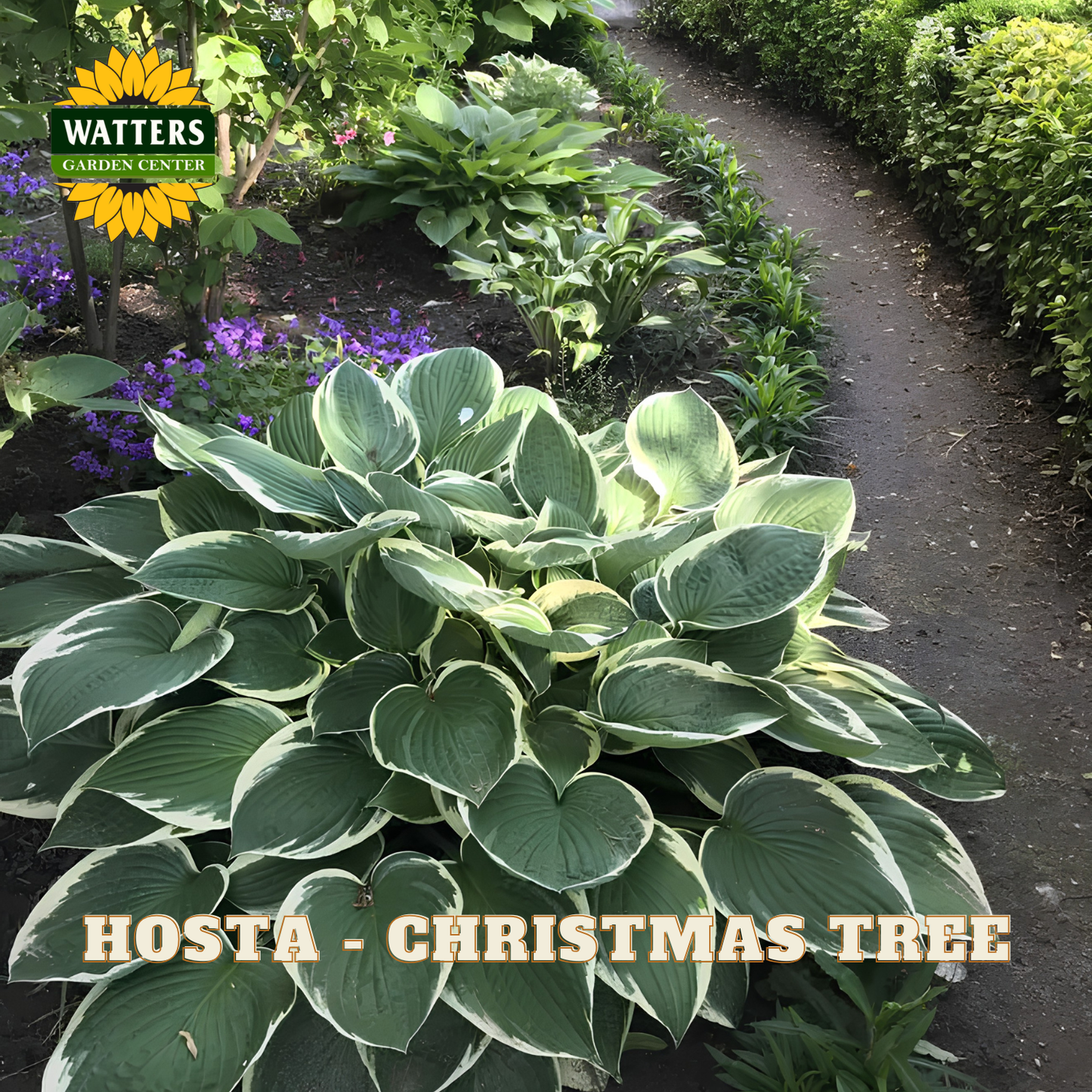 Hosta 'Christmas Tree' variegated foliage plant in a garden bed next to a dirt path, with Watters Garden Centers logo and 'HOSTA - CHRISTMAS TREE' text overlay.