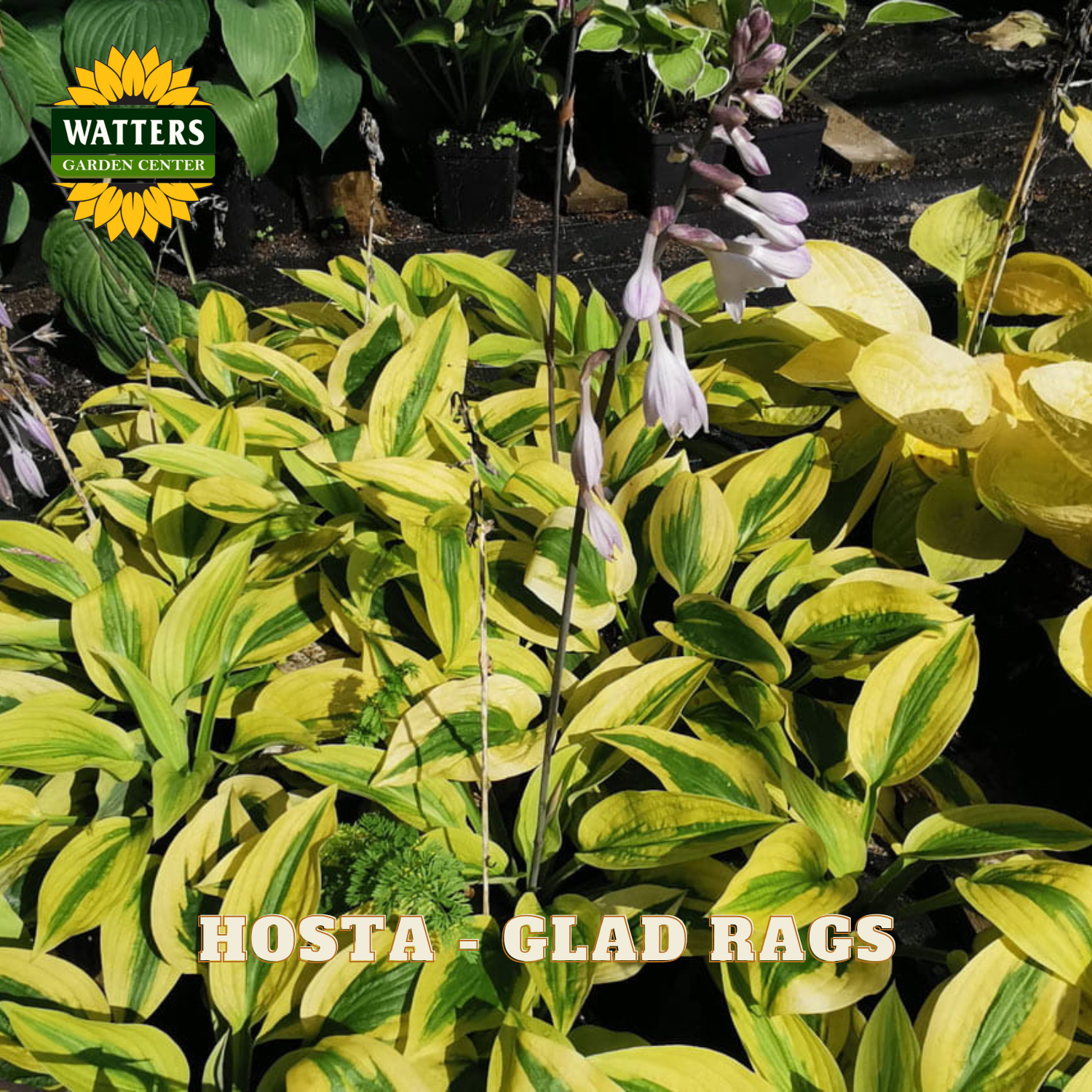 Hosta glad rags variegated foliage plant with bright yellow and green leaves and hanging pale purple flowers, shown in a garden setting with a Watters Garden Center logo and text overlay.
