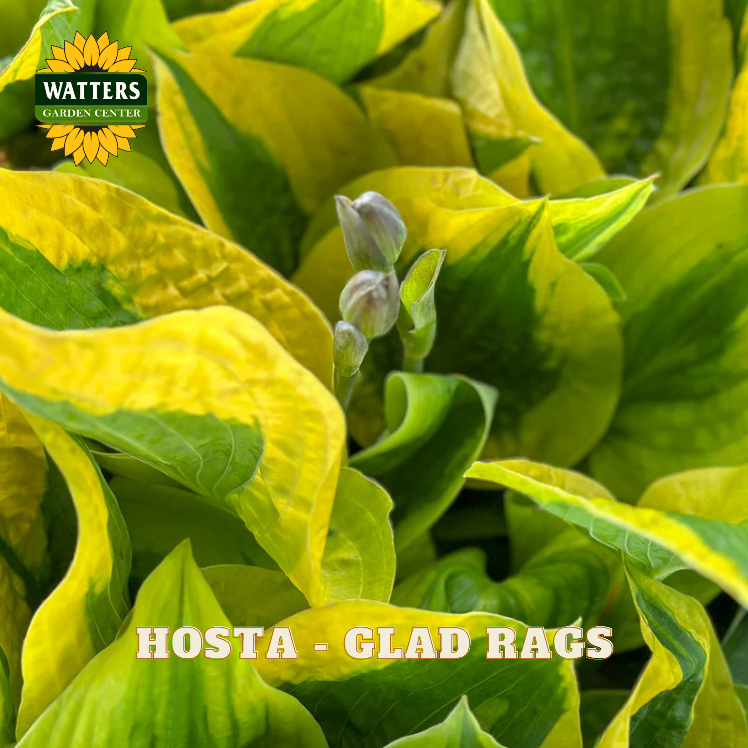 Close-up of a hosta plant with variegated yellow and green leaves and a few pale buds, with the Watters Garden Centers logo in the top left and the text 'HOSTA - GLAD RAGS' at the bottom.
