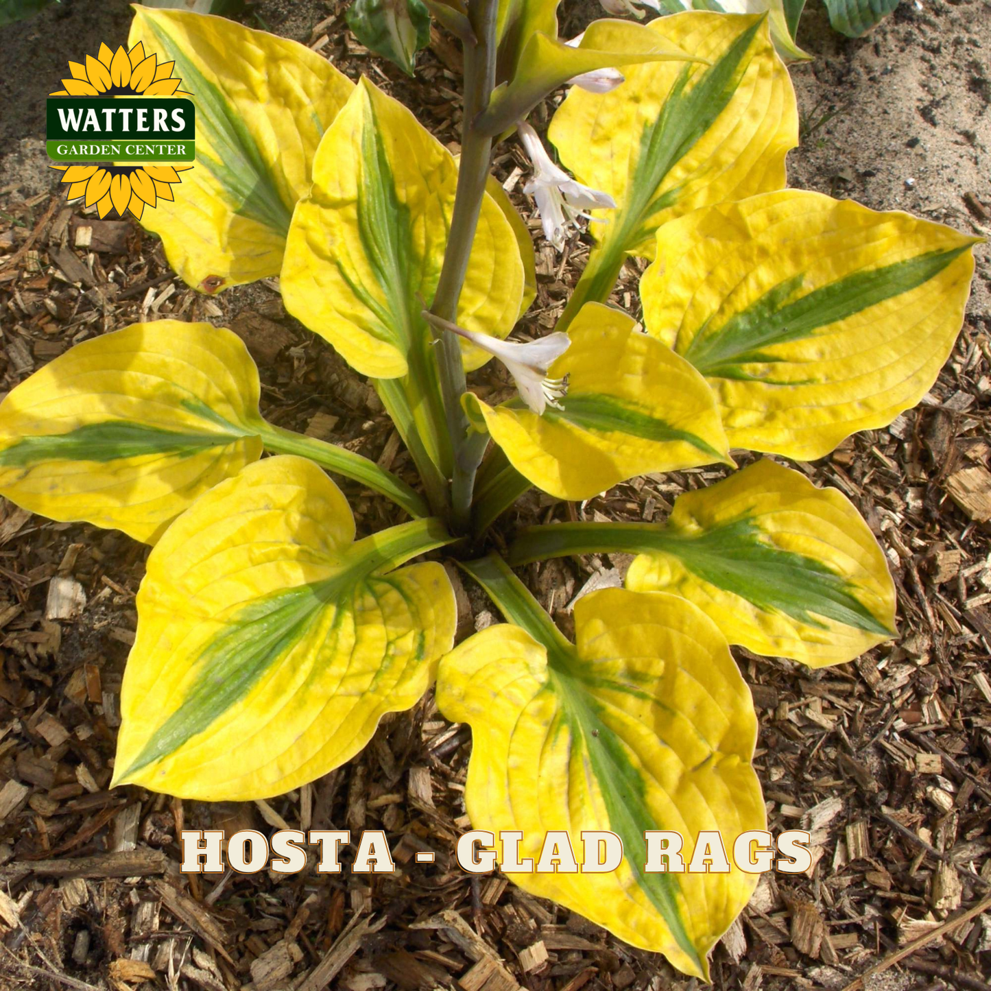 Hosta 'Glad Rags' plant with bright yellow variegated leaves and small white flowers, growing in a garden bed on brown wood mulch. A Watters Gardening Centre logo is visible in the top left, and 'HOSTA - GLAD RAGS' is written at the bottom.