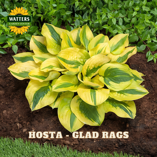 Hosta 'Glad Rags' variegated plant with bright yellow and green leaves, planted in dark soil with green groundcover behind it. Watters Garden Centers logo is visible in the top left, and text at the bottom reads 'HOSTA - GLAD RAGS'.