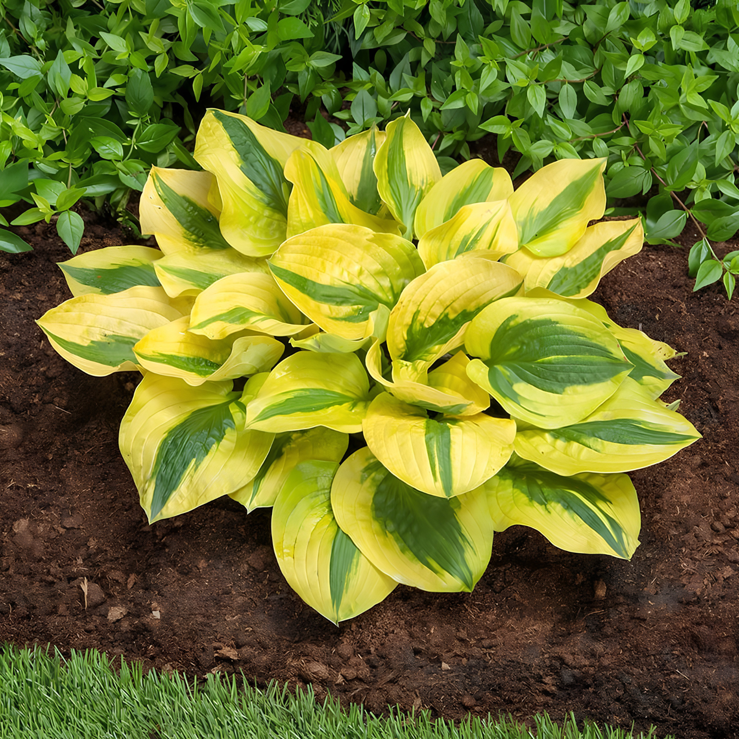 A variegated hosta plant with bright yellow and green leaves growing in dark soil, with green ground cover behind it and grass at the bottom.