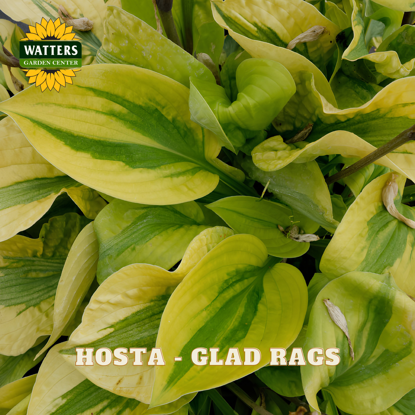 Close-up of variegated hosta leaves with pale yellow-green and green bands, shown in a garden-style product photo. A Watters Garden Centers logo appears in the top left, and the text 'HOSTA - GLAD RAGS' is overlaid at the bottom.