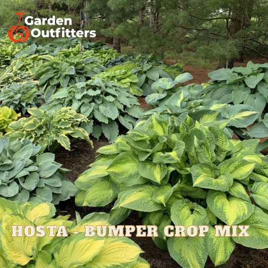 Hosta bumper crop mix plants with green and yellow variegated leaves growing in a garden bed, with the Garden Outfitters logo in the top left and 'HOSTA - BUMPER CROP MIX' text at the bottom.