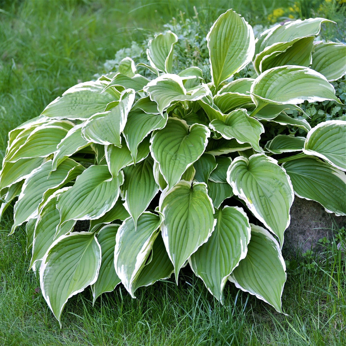 Hosta - Francee