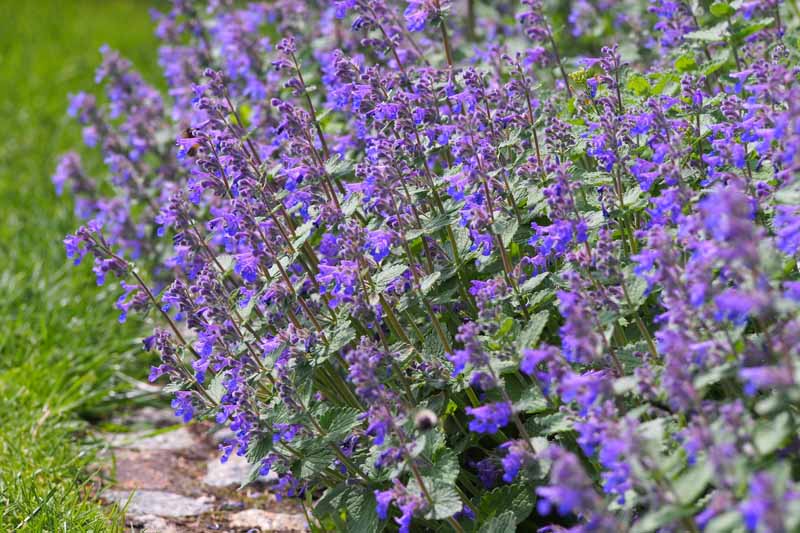 FAASSEN'S CATMINT 1gal