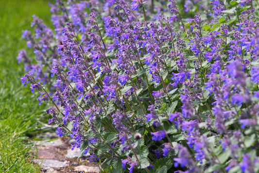 FAASSEN'S CATMINT 1gal