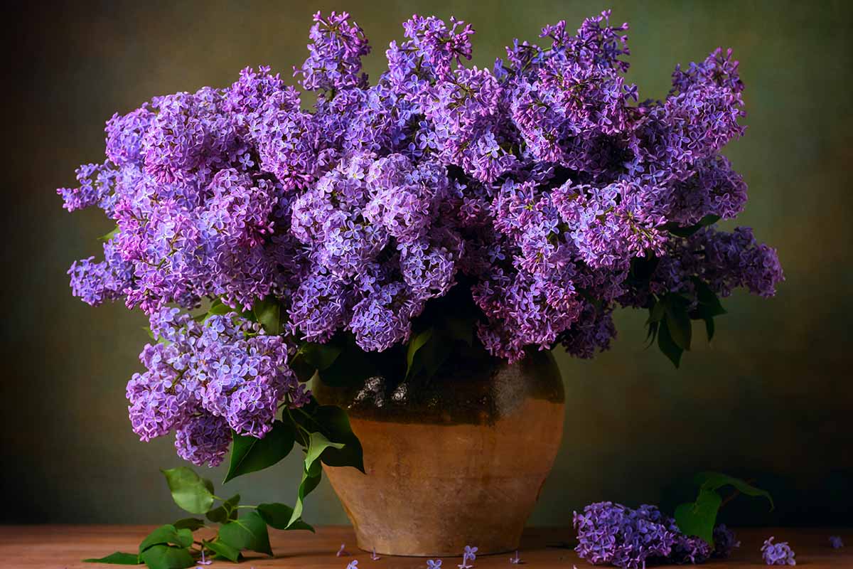 Bloomerang® Dark Purple Lilac (SYRINGA X BLOOMERANG® DK PURPLE) - 3 gallon 15"