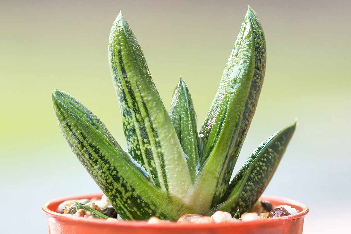 LITTLE WARTY GASTERIA 6in