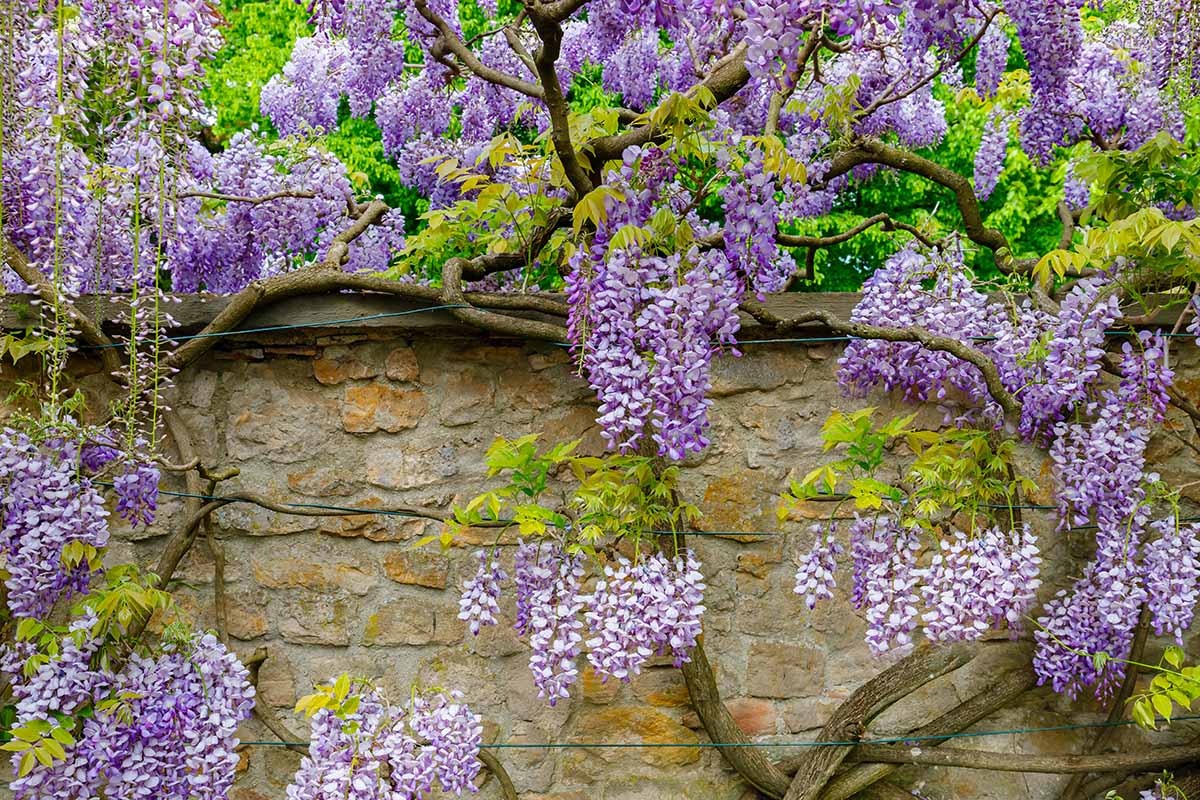 SUMMER CASCADE WISTERIA 2gal