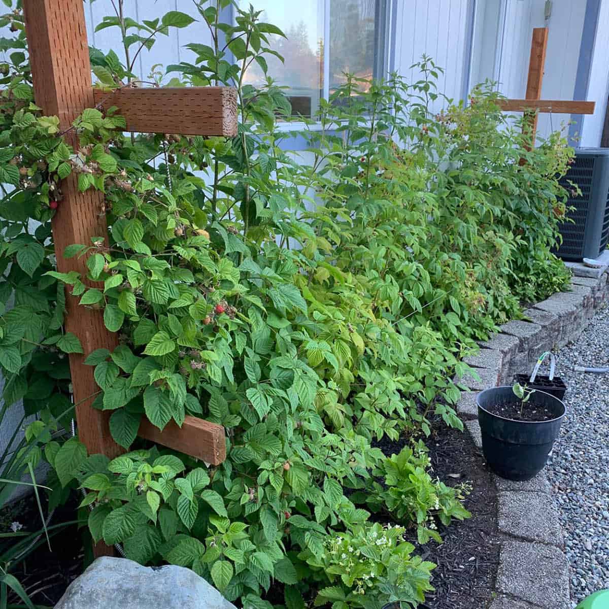 HERITAGE RASPBERRY 1gal