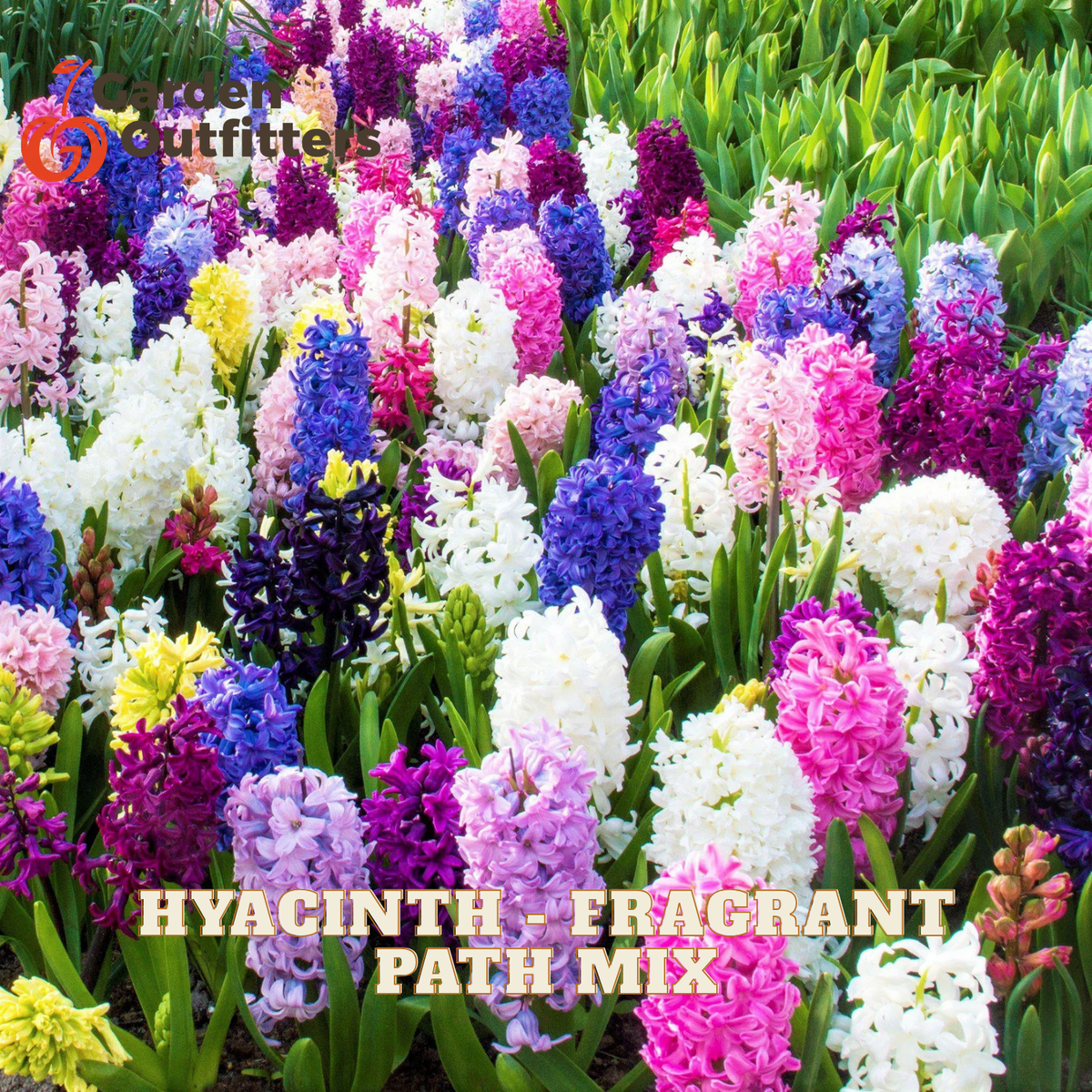 A dense field of blooming hyacinths in many colors including pink, purple, white, blue, and yellow with green foliage. Text at the bottom reads 'HYACINTH - FRAGRANT PATH MIX' and a 'Green Outfitters' logo appears in the upper left.