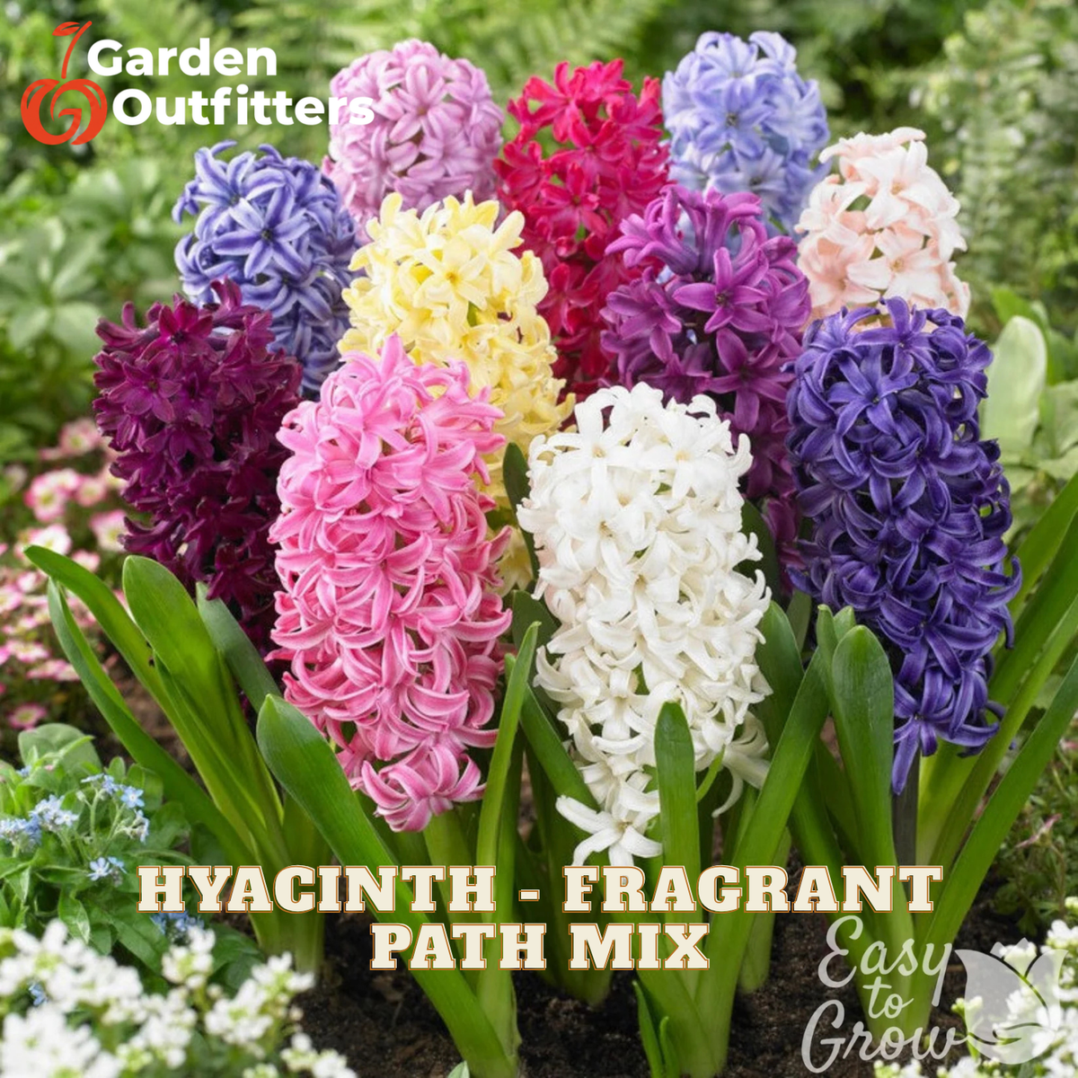 A cluster of colorful hyacinth flowers in a garden setting, with text reading 'Garden Outfitters' and 'HYACINTH - FRAGRANT PATH MIX'. The flowers are shown in multiple colors including pink, purple, white, yellow, and red, with green foliage below.