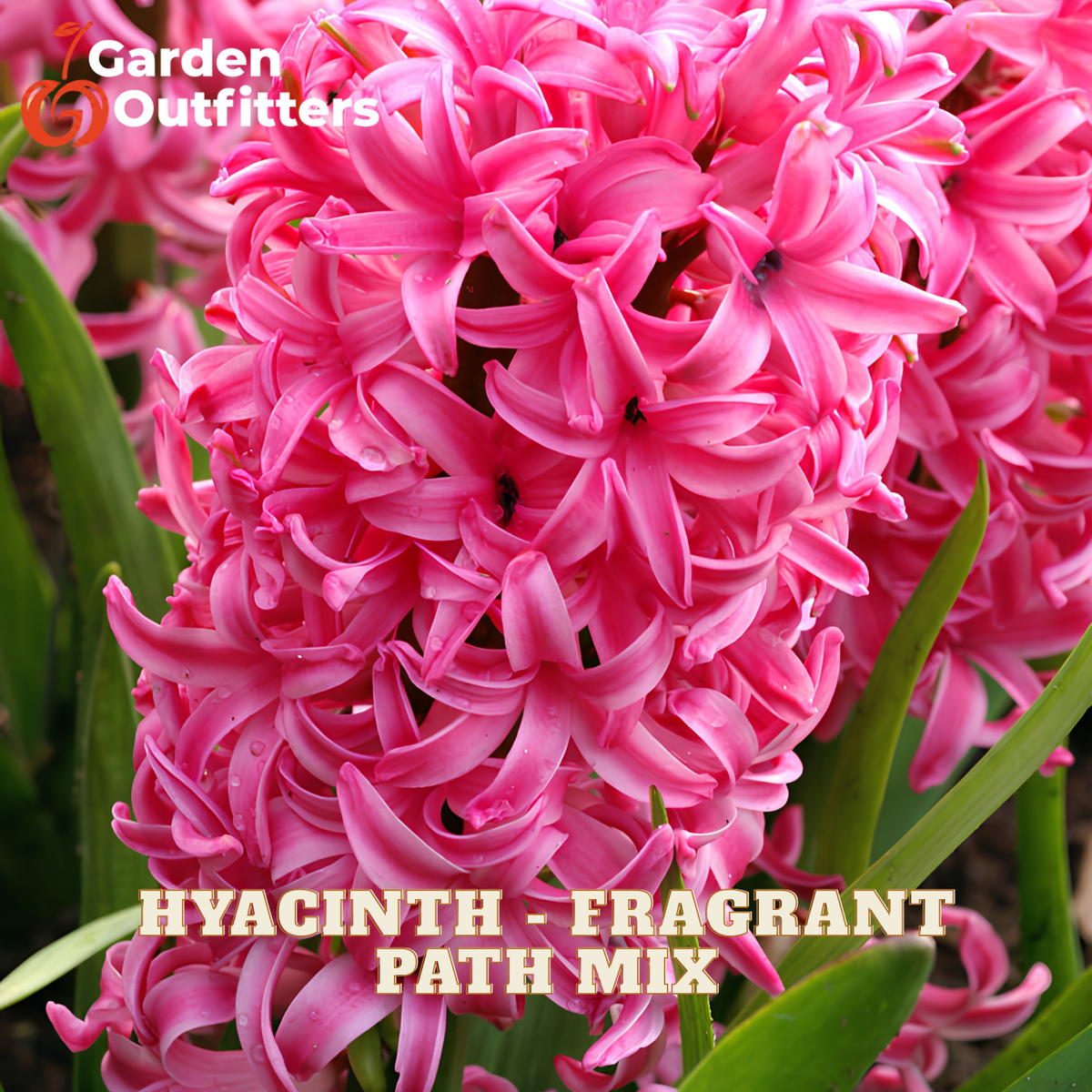 Close-up of bright pink hyacinth flowers with green leaves, overlaid with the text 'HYACINTH - FRAGRANT PATH MIX' and a Garden Outfitters logo in the top left.