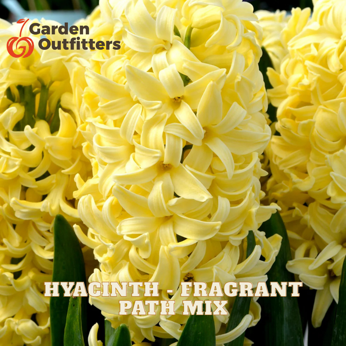 Close-up of pale yellow hyacinth flowers with green leaves, overlaid with the text 'HYACINTH - FRAGRANT PATH MIX' and a Garden Outfitters logo in the top left.