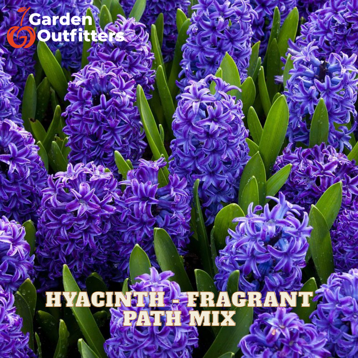 A close-up of purple hyacinth flowers with green leaves, overlaid with the text 'Hyacinth - Fragrant Path Mix' and a Garden Outfitters logo in the top left corner.