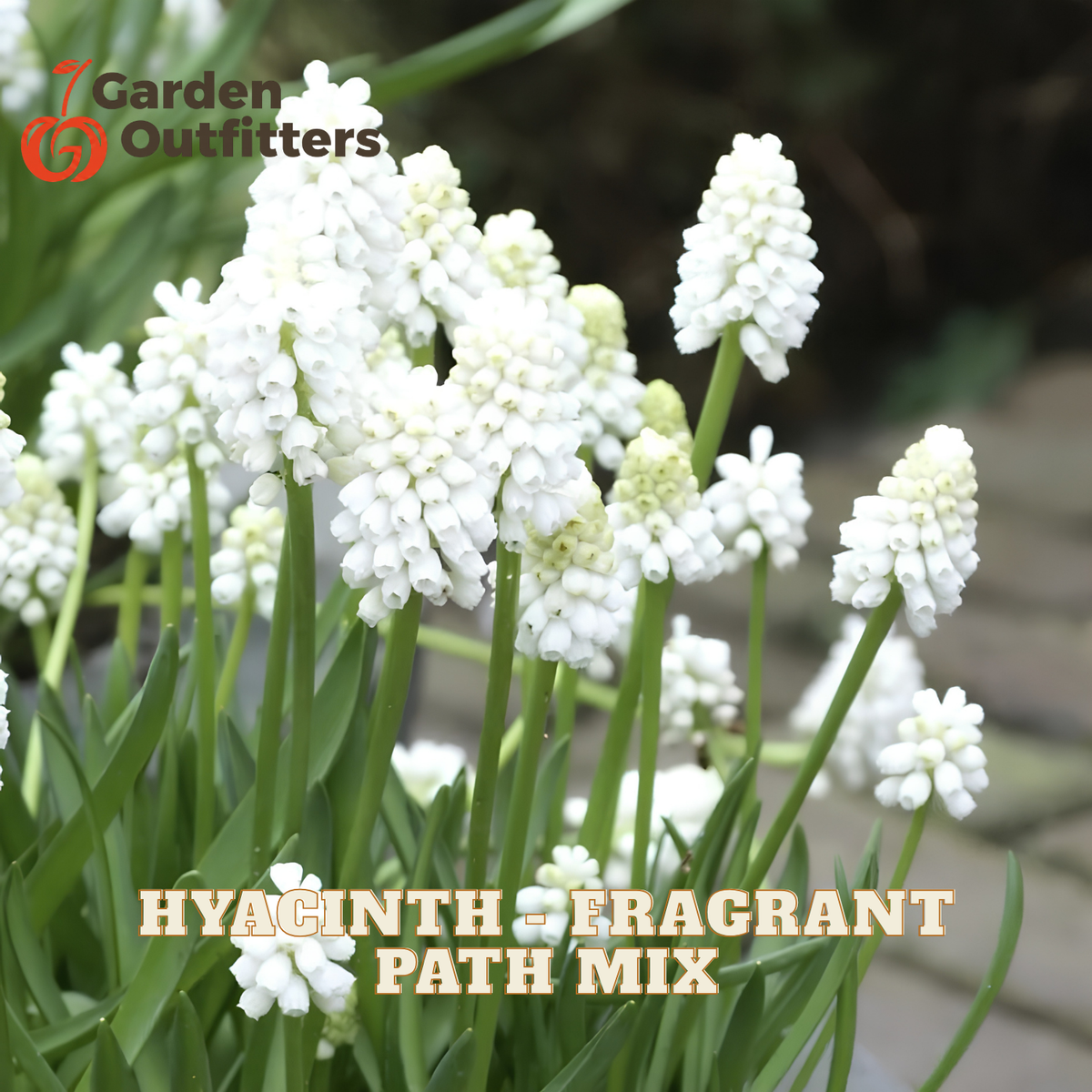 White hyacinth path mix flowers with green stems and leaves, shown in a garden-style setting with overlaid text reading 'HYACINTH - FRAGRANT PATH MIX' and a 'Garden Outfitters' logo in the top left.