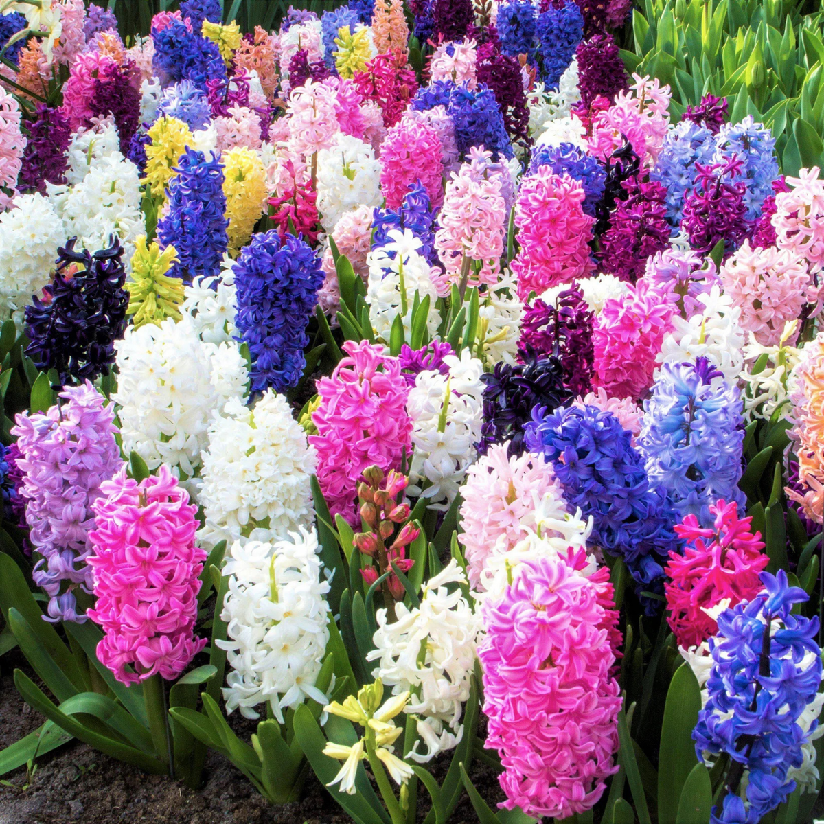 Multicolored hyacinth flowers in a garden setting