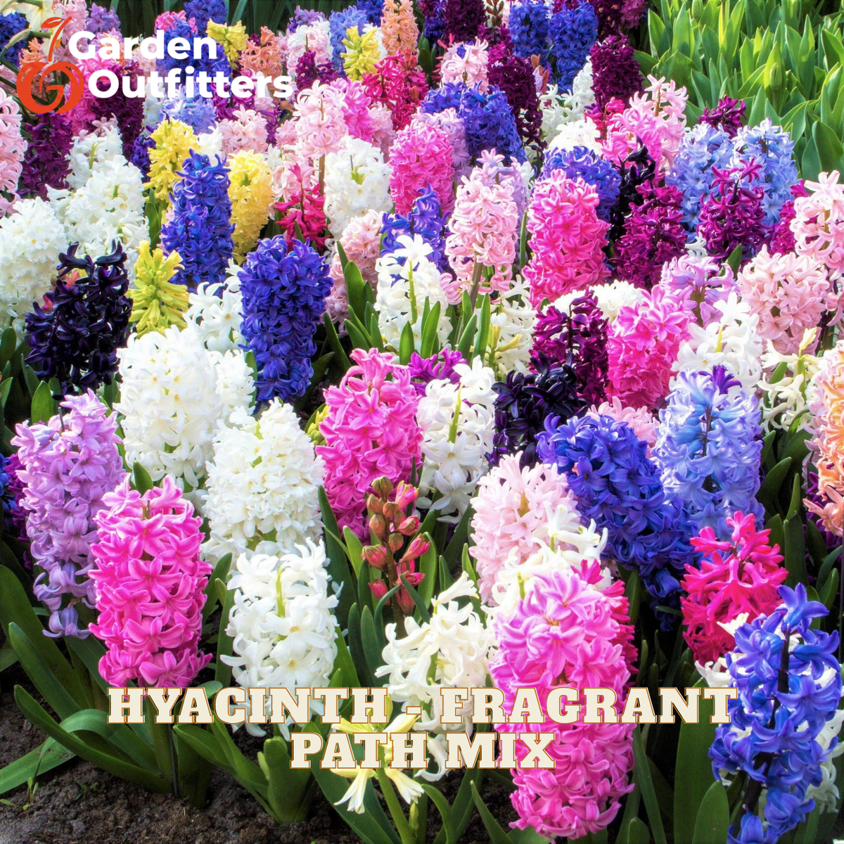 A dense patch of colorful hyacinth flowers in pink, purple, blue, white, and yellow with green foliage. Text overlays read 'Garden Outfitters' at the top left and 'HYACINTH FRAGRANT PATH MIX' at the bottom.