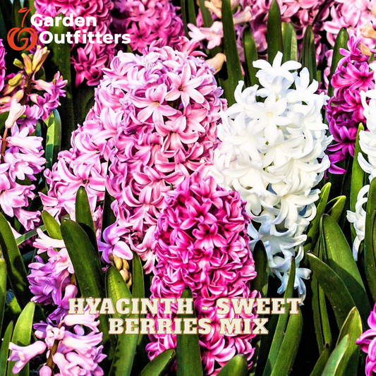 Close-up of a flowering hyacinth mix with pink and white blooms surrounded by green leaves. The Garden Outfitters logo appears in the top left, and the text 'HYACINTH - SWEET BERRIES MIX' is overlaid near the bottom.