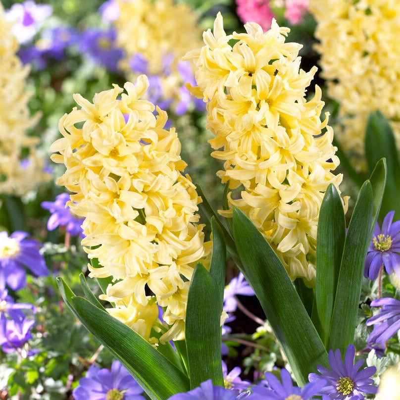 Hyacinth - City of Harlem