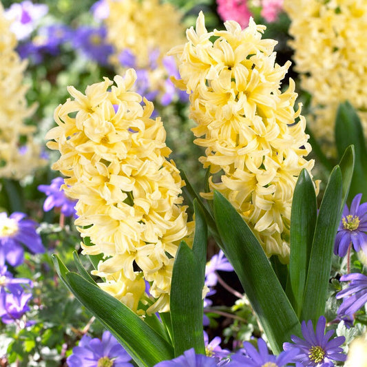 Hyacinth - City of Harlem