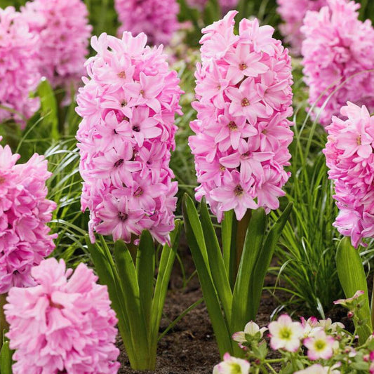 Hyacinth - Fondant