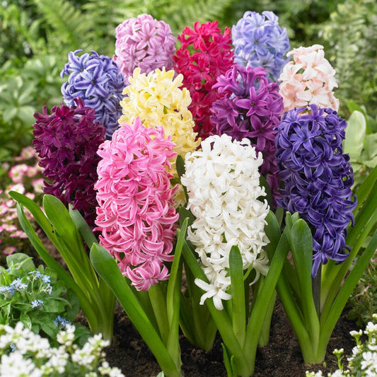 Hyacinth - Fragrant Path Mix