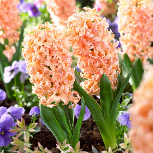 Hyacinth - Gypsy Queen