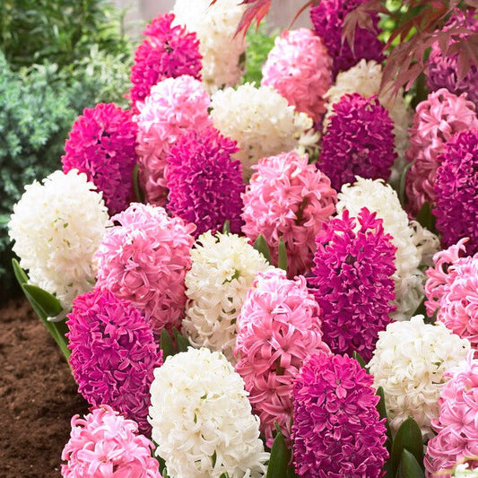 Hyacinth - Sweet Berries Mix