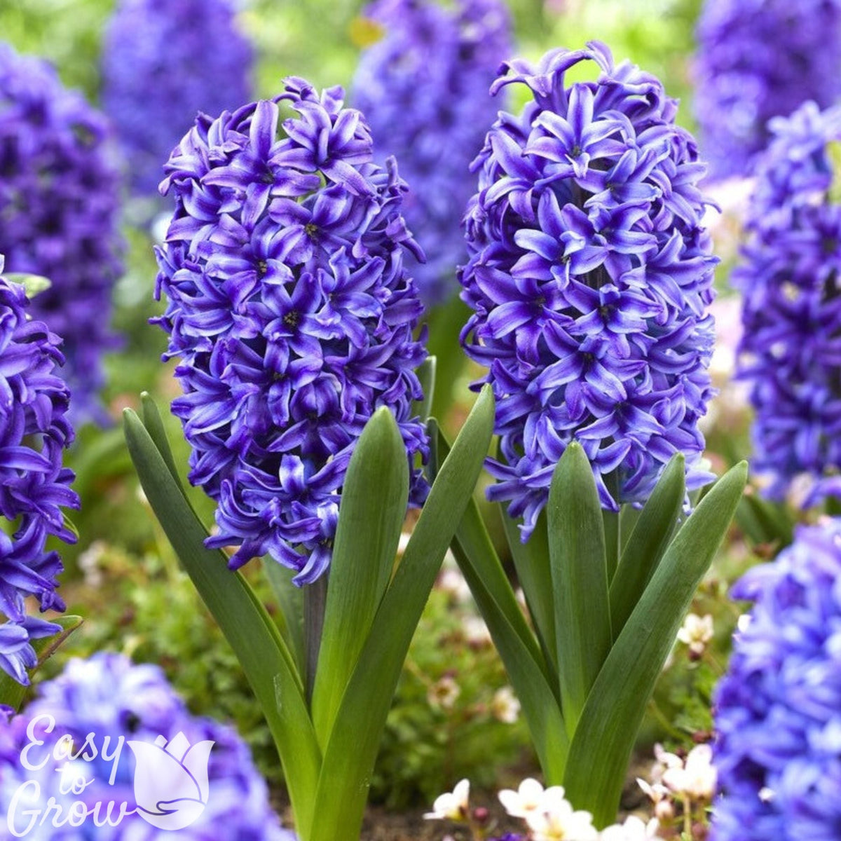 Hyacinth - Blue Jacket