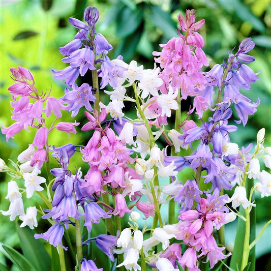 Spanish Bluebells - Hyacinthoides Mix