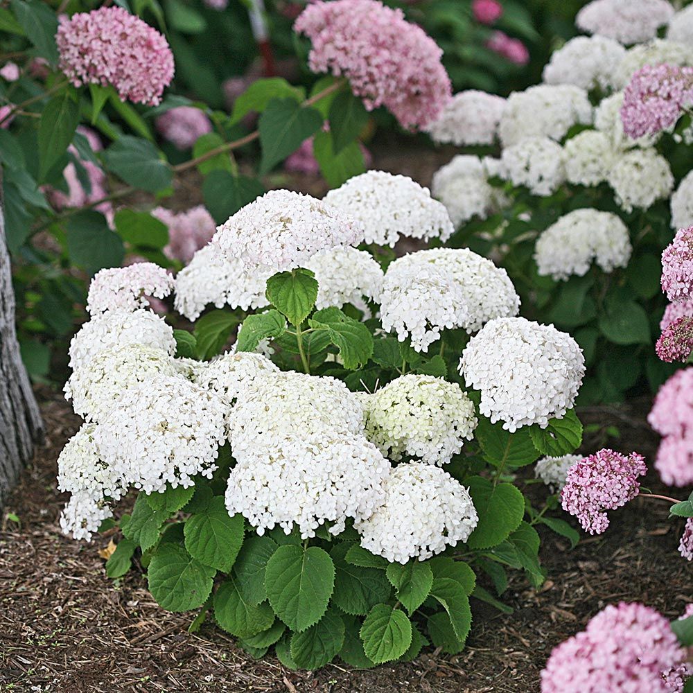 WHITE SUN HYDRANGEA 2gal