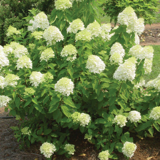 JANE LITTLE LIME HYDRANGEA 6gal