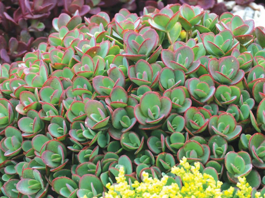 Lime Zinger Stoncrop (N&C SEDUM LIME ZINGER) - 1 gallon