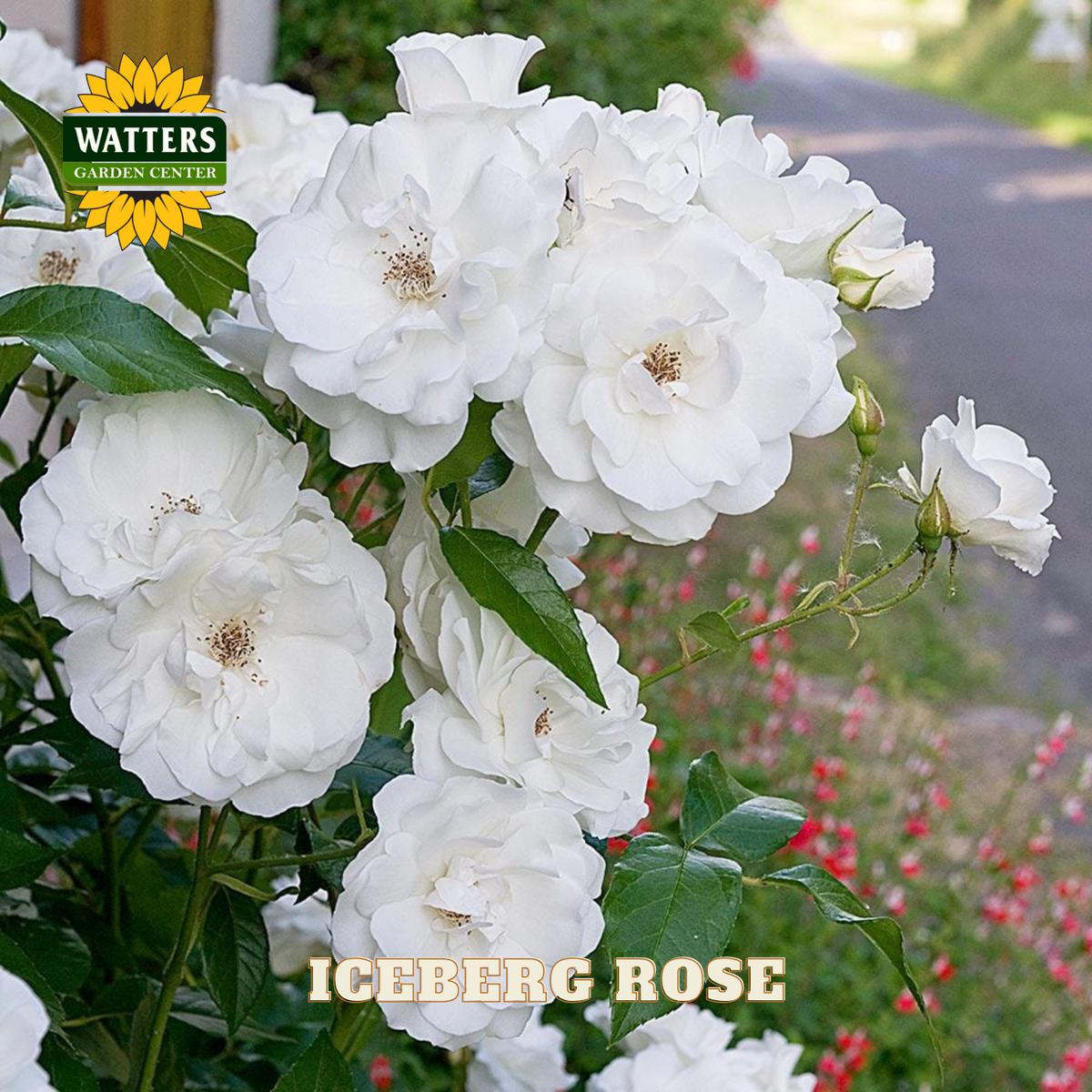 Bouquet of white roses with 'Watters Garden Center' branding and 'Iceberg Rose' text.