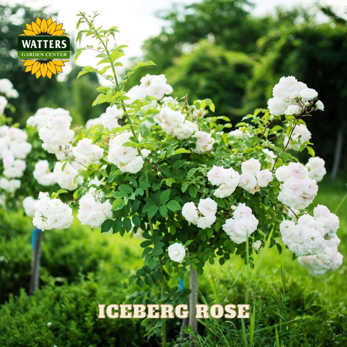 Iceberg rose bush with white flowers in a garden setting, featuring Watters Garden Center logo.