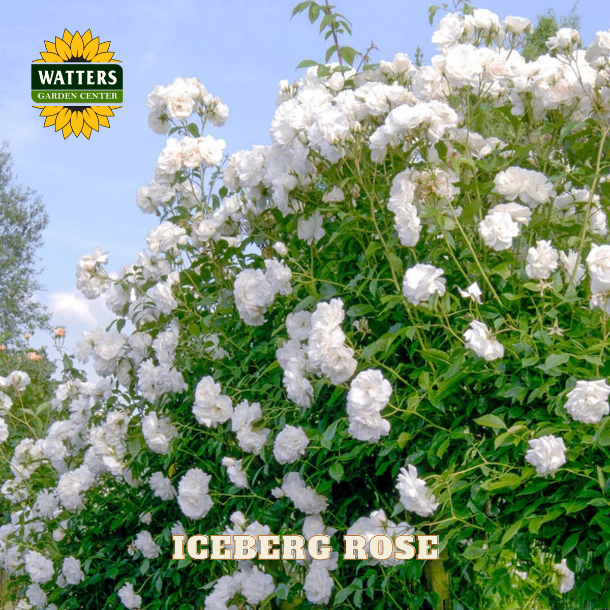 Bush of white Iceberg roses with Watters Garden Center logo in the corner.
