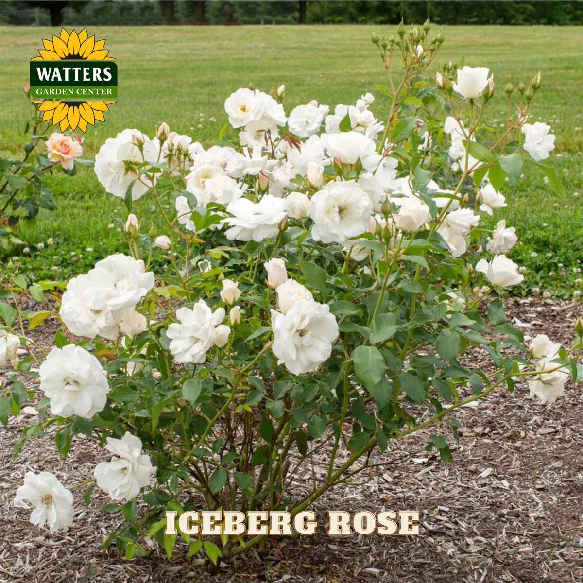 White rose bush with 'Iceberg Rose' label and Watters Garden Center logo.