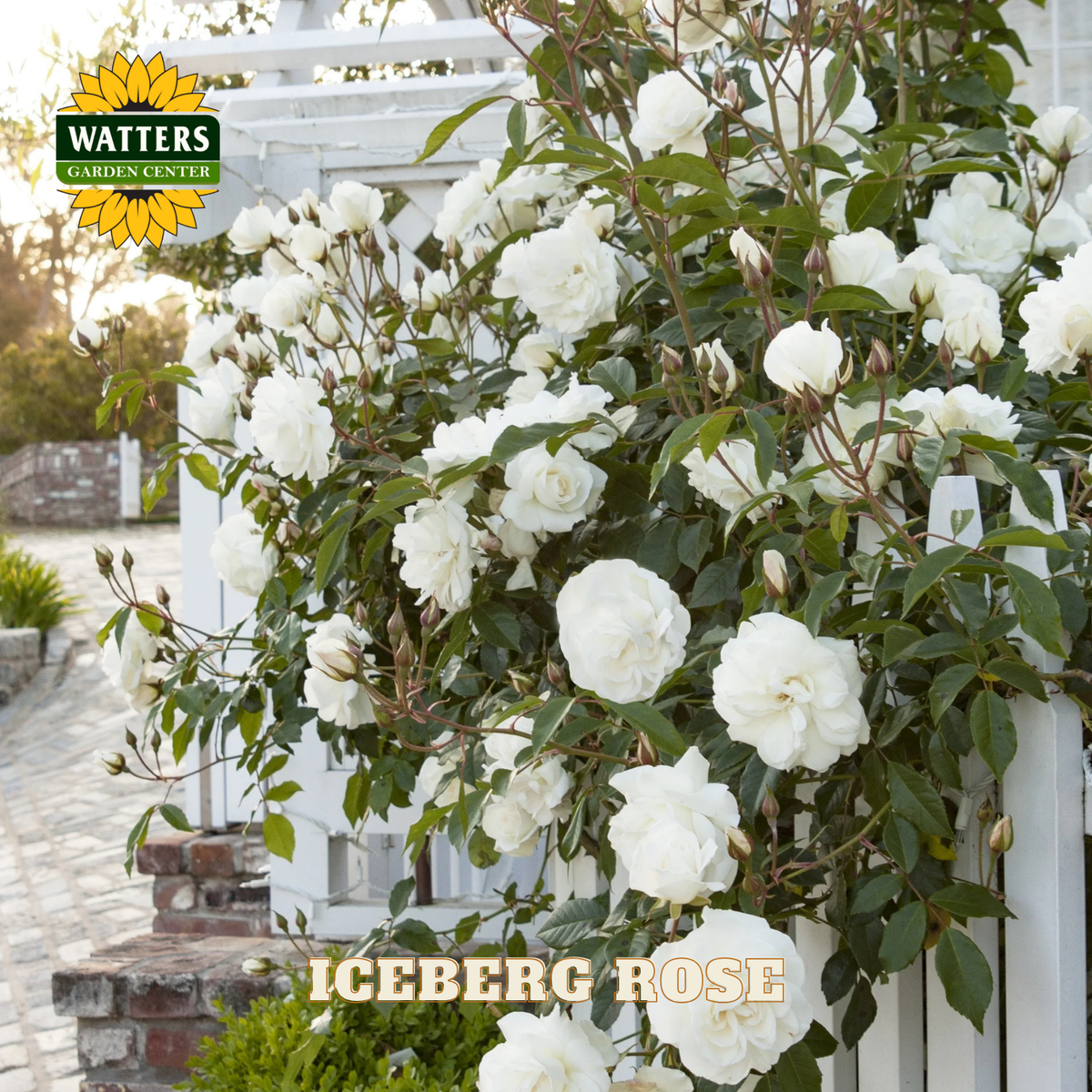 Iceberg rose bush with white flowers in a garden setting, featuring Watters Garden Center branding.