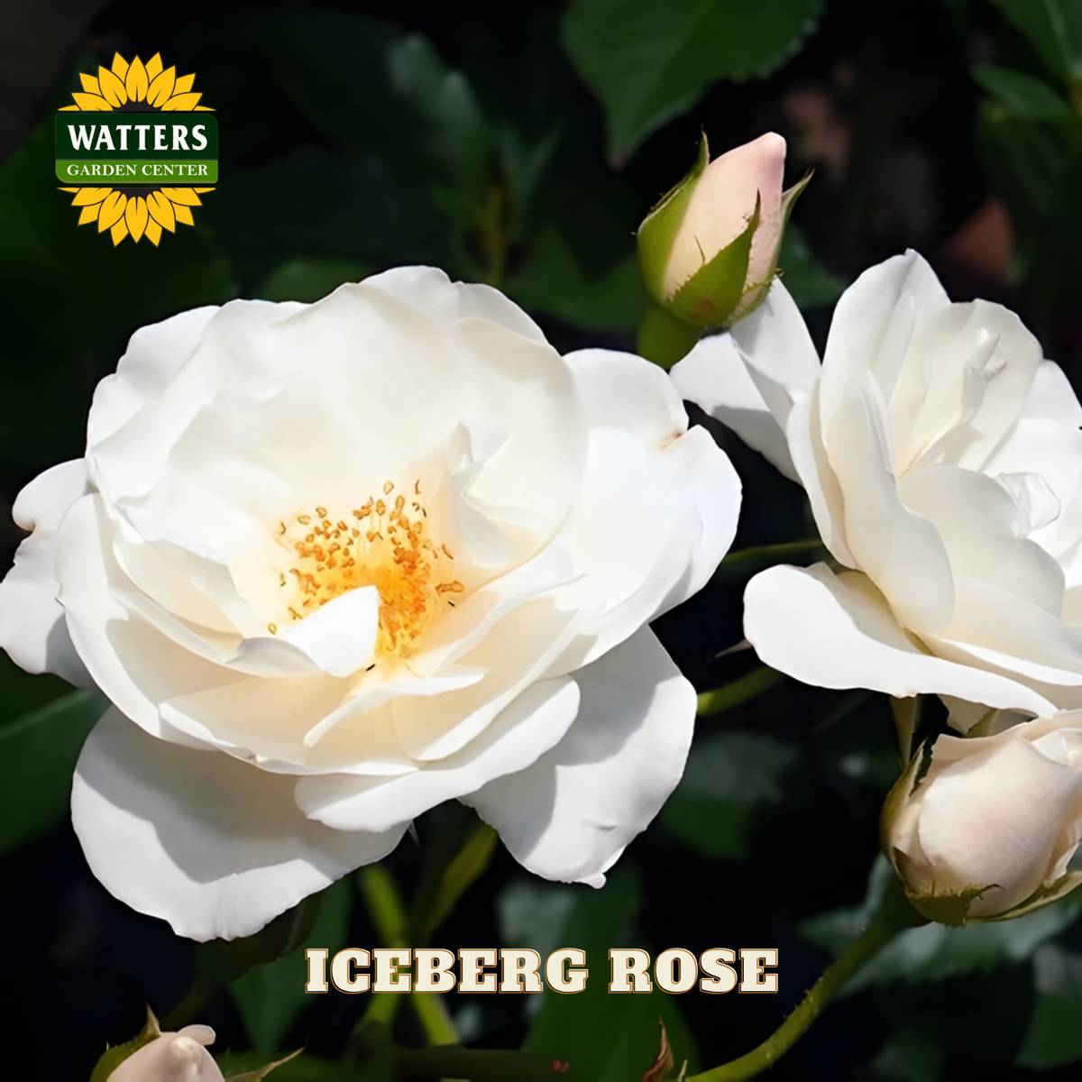 White iceberg roses with a Watters Garden Center logo in the corner.