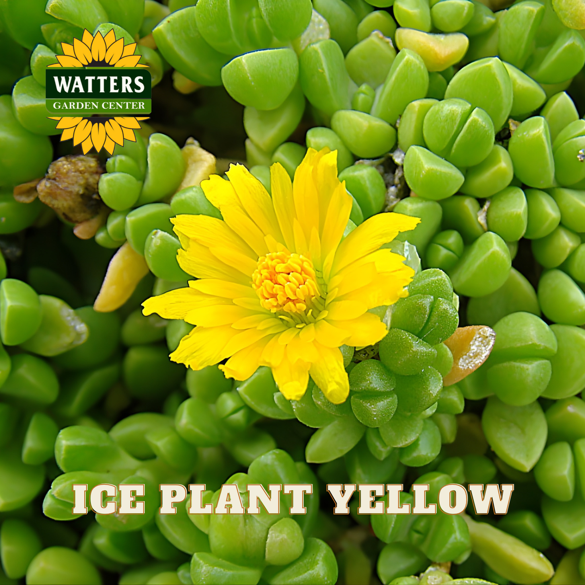 YELLOW ICE PLANT 1gal
