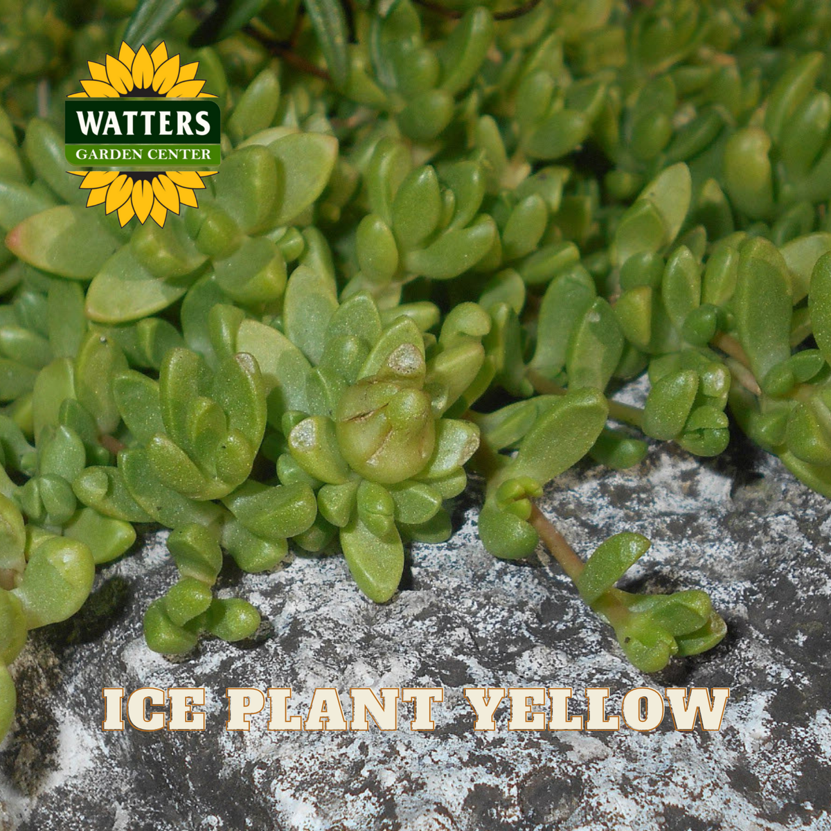 YELLOW ICE PLANT 1gal