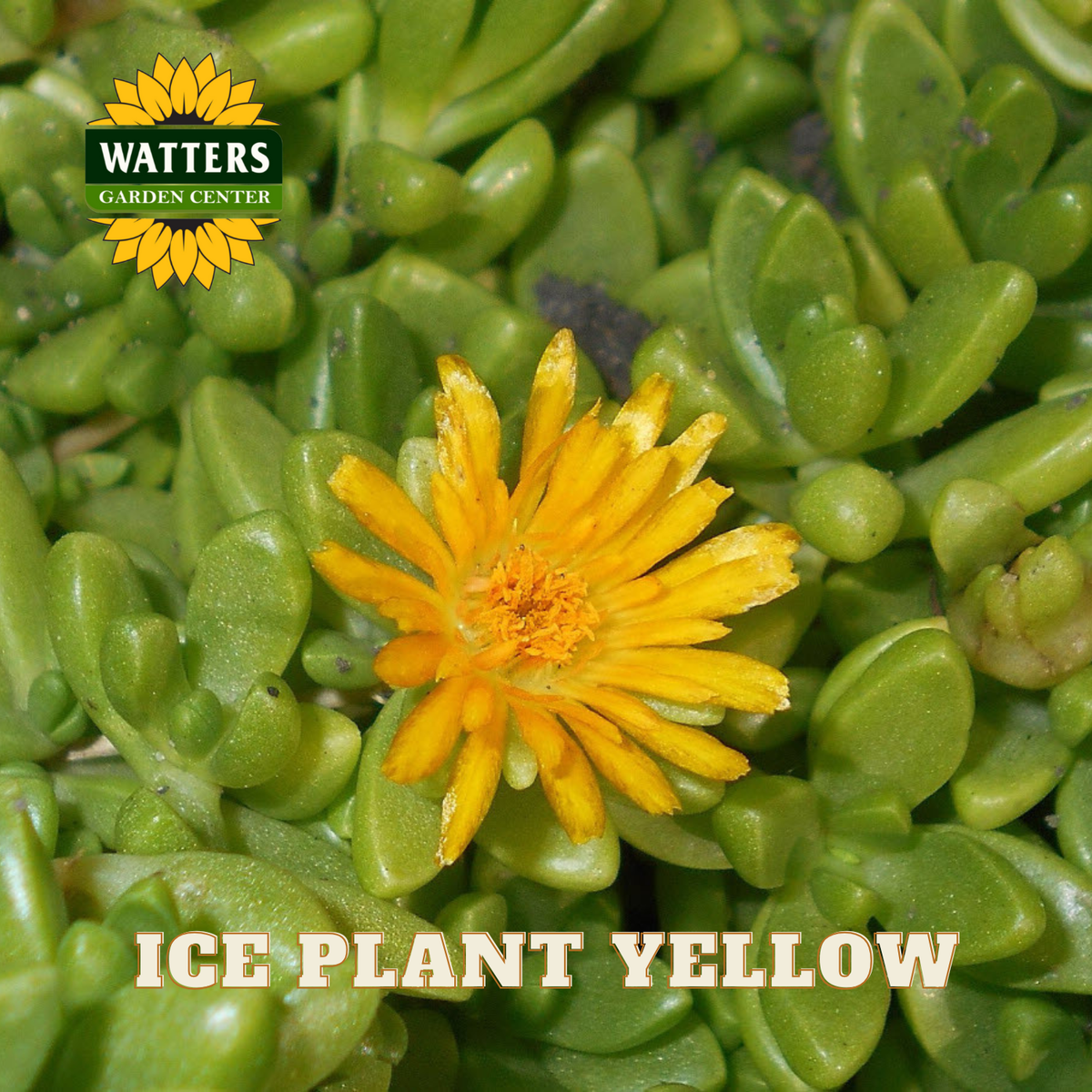YELLOW ICE PLANT 1gal