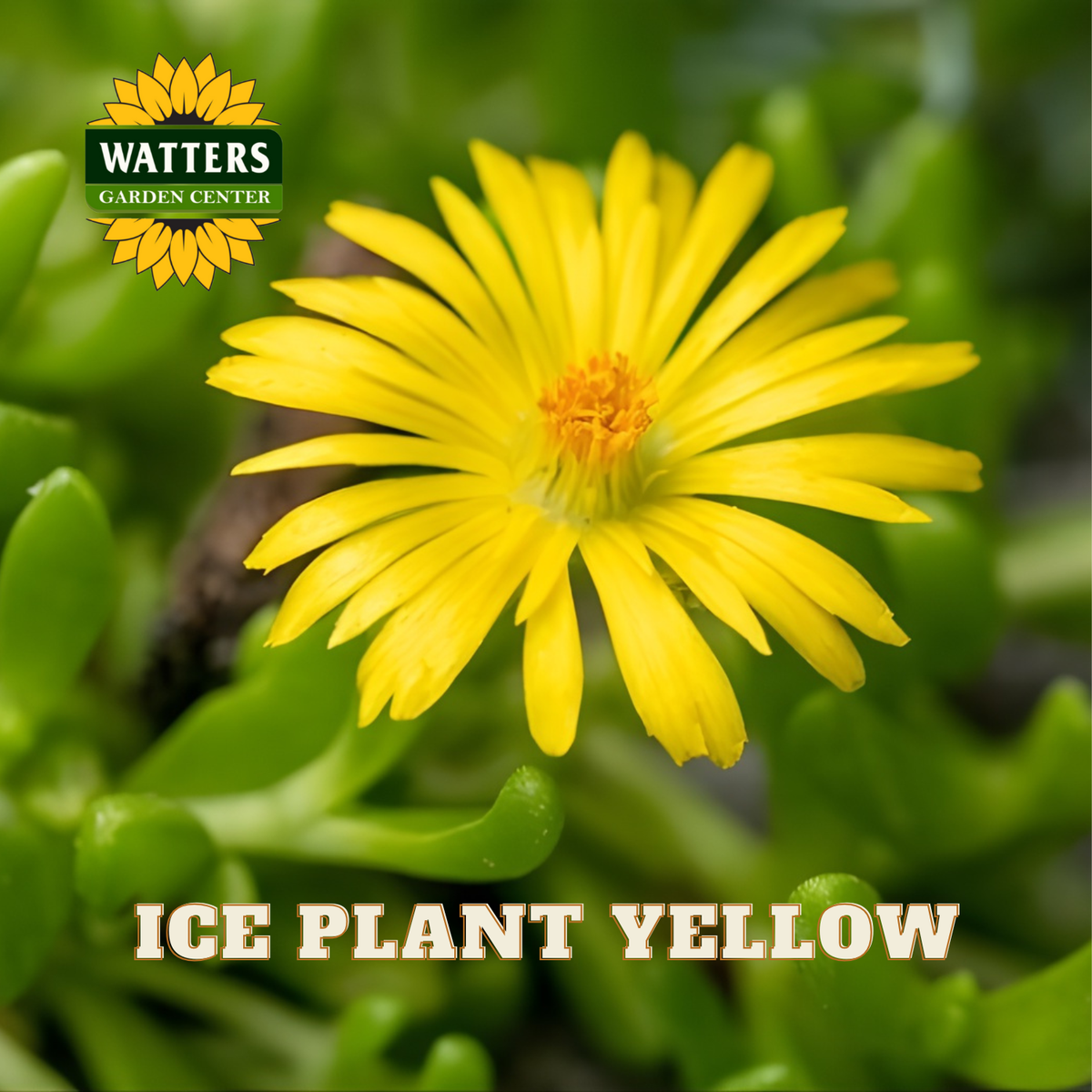YELLOW ICE PLANT 1gal