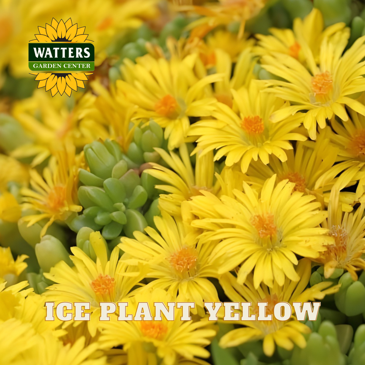 YELLOW ICE PLANT 1gal