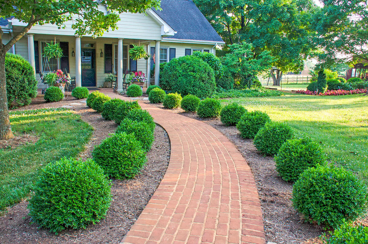 NewGen Freedom® Boxwood (Buxus newgen 'Freedom') - 2 gallon 10"