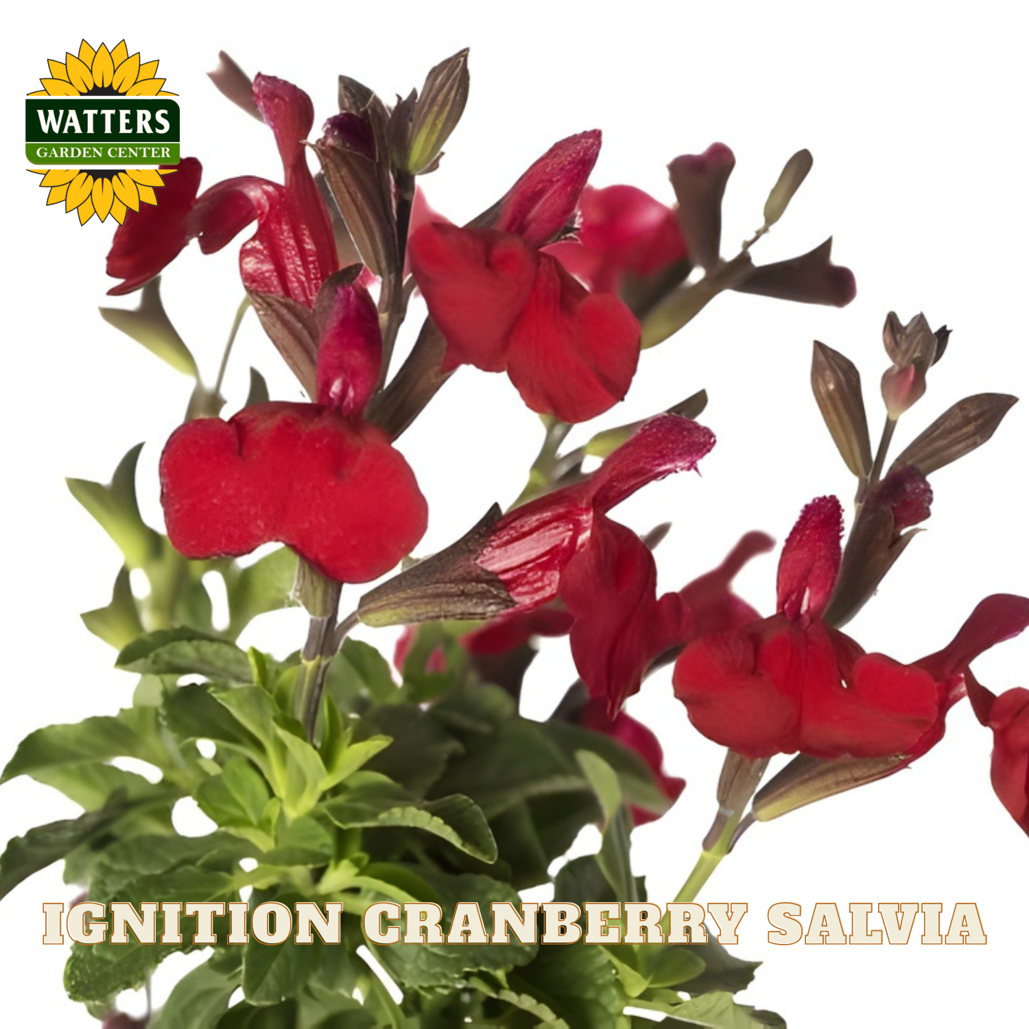 Red salvia flowers with green leaves and Watters Garden Center logo.